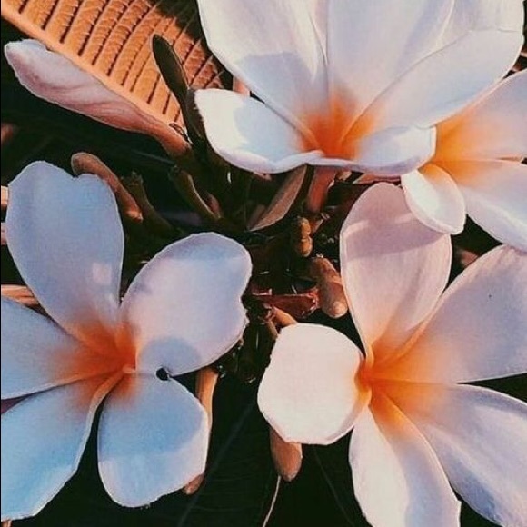 lilly_poppy